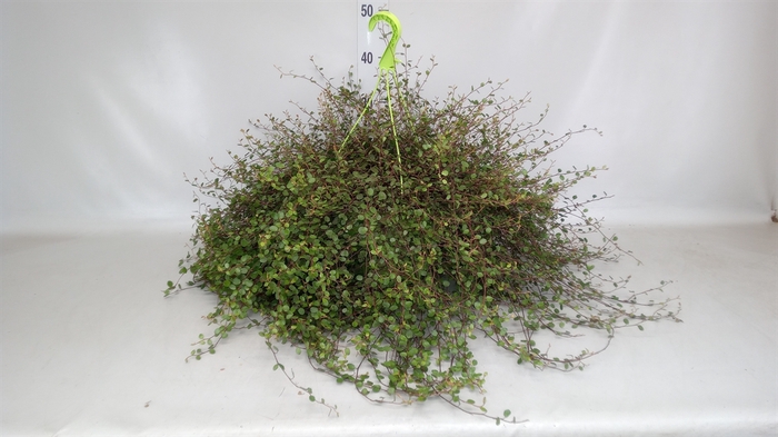 <h4>Muehlenbeckia com. 'Mao'ri'</h4>