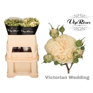 R TR VICTOR WEDDING+