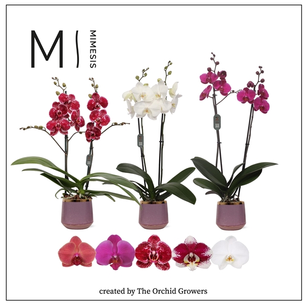 <h4>Mimesis Phal. Mix - 2 spike 12cm in Celeste ceramic</h4>