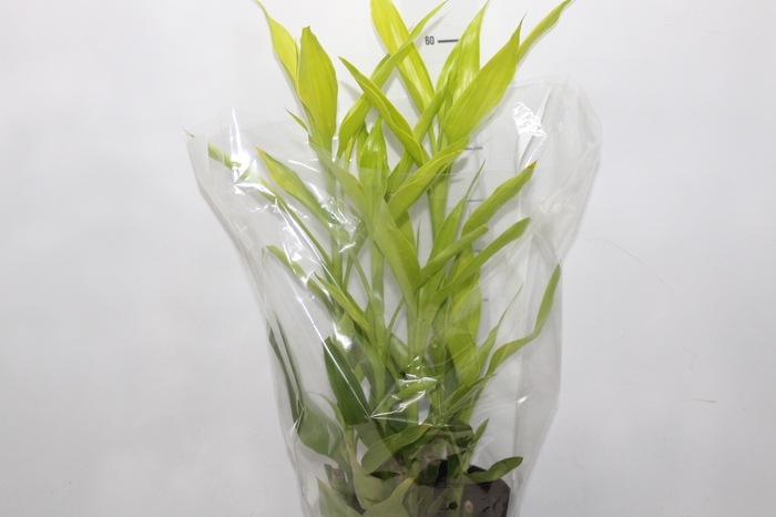 <h4>DRACENA VARIADA P17</h4>