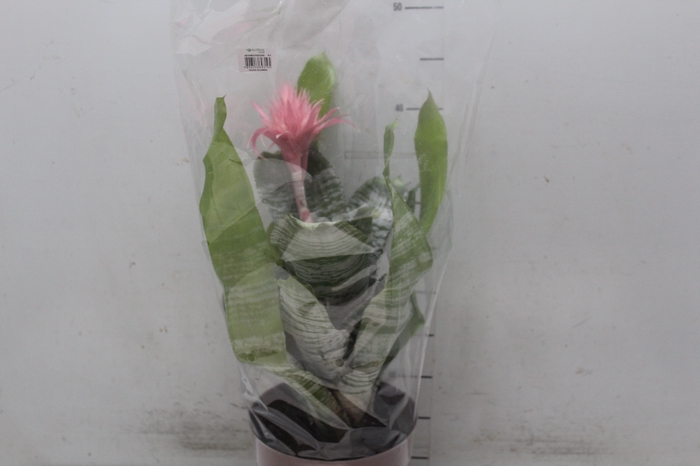 <h4>AECHMEA FASCIATA P17</h4>