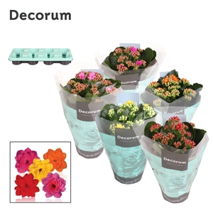 Kalanchoe Decorum - Mix