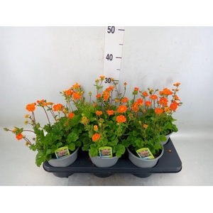 Geum coccineum 'Tosai'