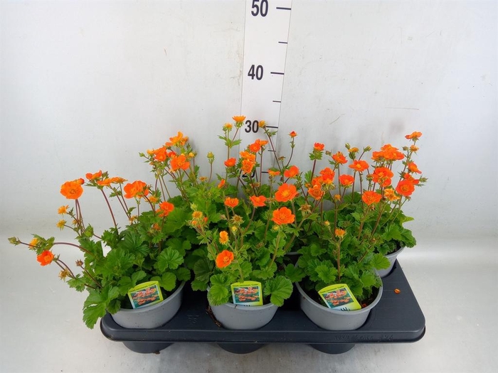 <h4>Geum coccineum 'Tosai'</h4>