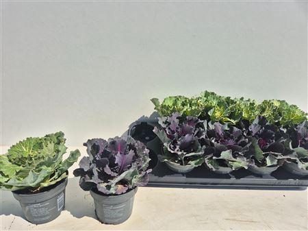 <h4>Brassica (sierkool)</h4>