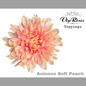 CHR G ANTONOV SOFT PEACH