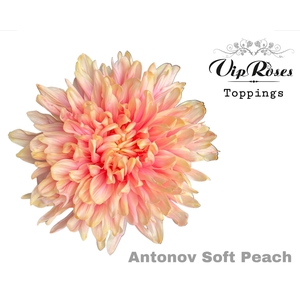 CHR G ANTONOV SOFT PEACH