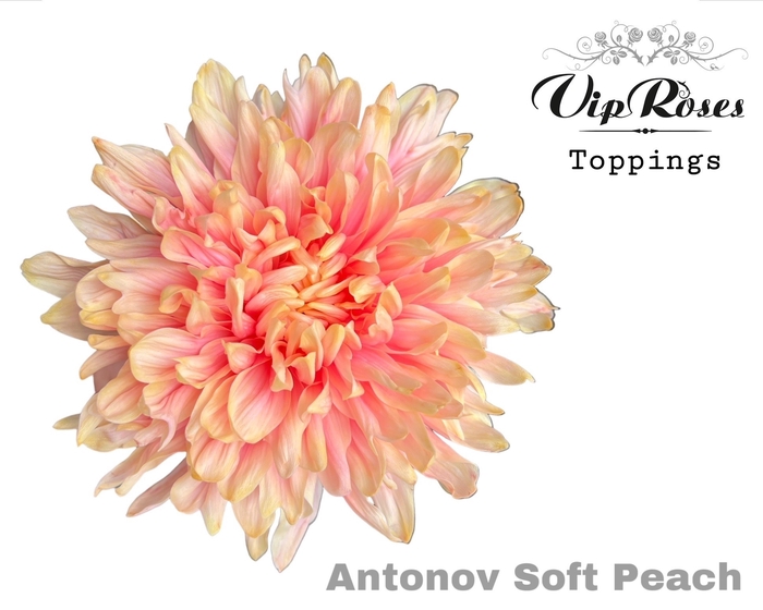 CHR G ANTONOV SOFT PEACH