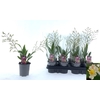 Oncidium Ov