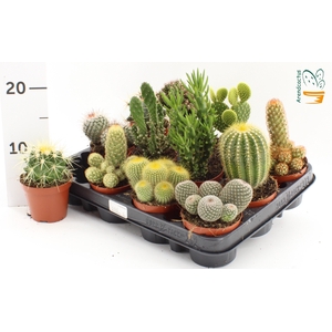 CACTUS GEM