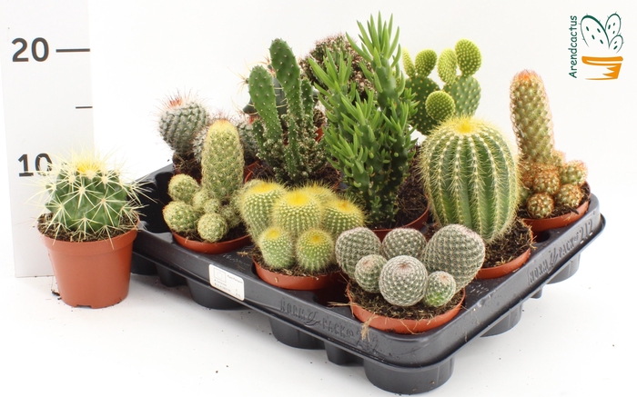 <h4>CACTUS GEM</h4>