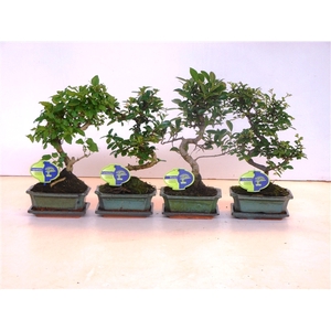 Bonsai mix, indoor, 15 cm., shape, with drip tray