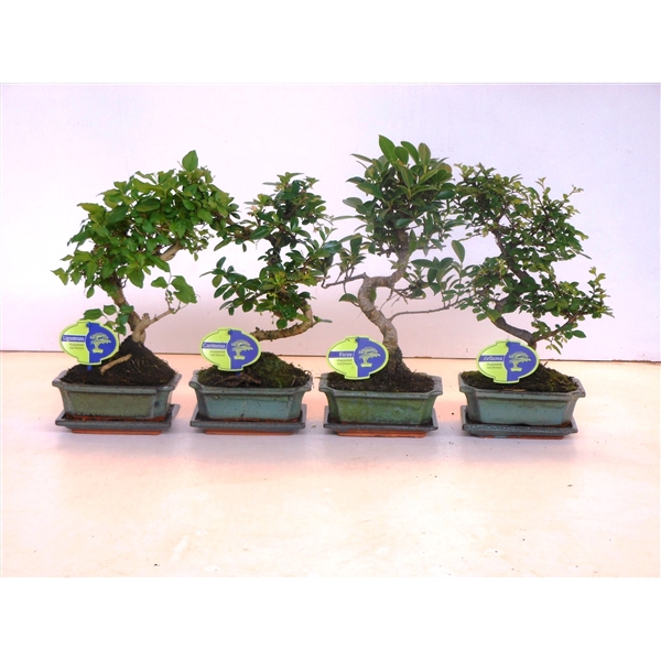 <h4>Bonsai mix, indoor, 15 cm., shape, with drip tray</h4>