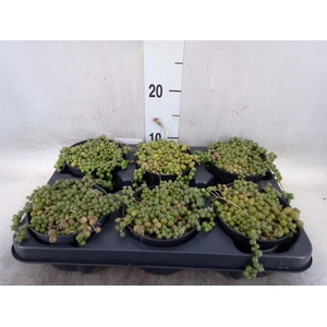 Senecio rowleyanus