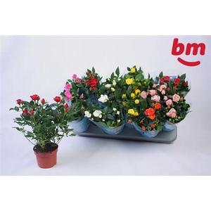 Ro B Monde Gem 7 Srt