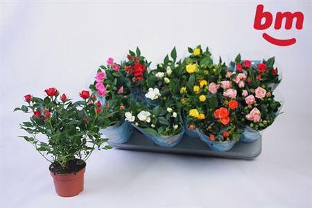 <h4>Ro B Monde Gem 7 Srt</h4>