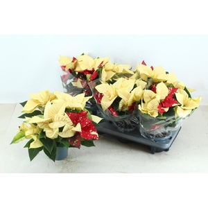 EUPHOR PULCHERRIM OV