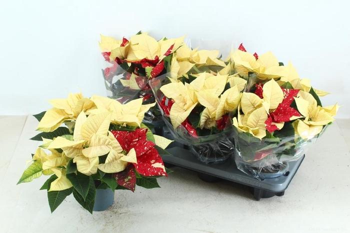 <h4>EUPHOR PULCHERRIM OV</h4>