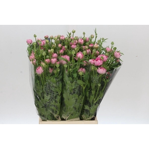 Ranunculus Moderna Dolce