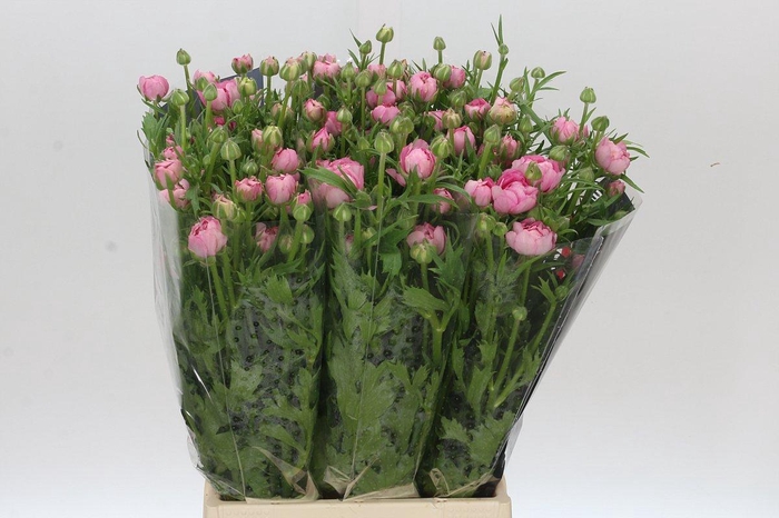 <h4>Ranunculus Moderna Dolce</h4>