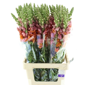 ANTIR ANTIB D ORANGE