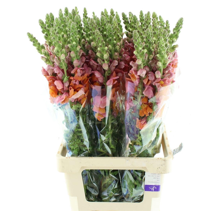 <h4>ANTIR ANTIB D ORANGE</h4>