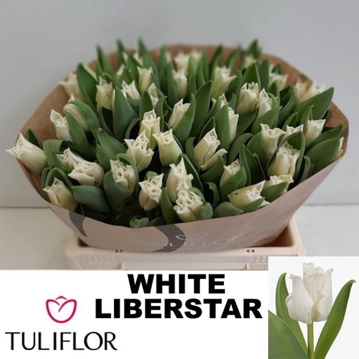 <h4>TULIPA CO 'WHITE LIBERSTAR'</h4>