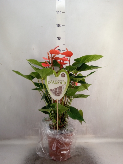 <h4>Anthurium andr. 'Pure Orange'</h4>