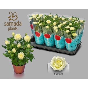 RO TUNESIE  CREAM ST