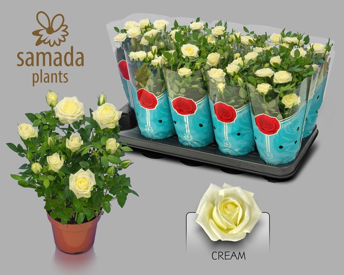 <h4>RO TUNESIE  CREAM ST</h4>