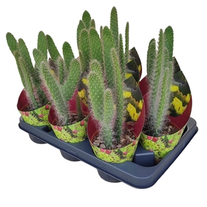 OPUNTIA ENGELMANNII CV. BOSKOWITZII - POT Ø 10,5 WITH POTCOVER (CACTUS)