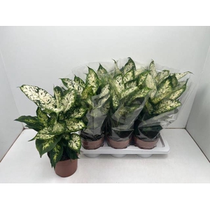 Dieffenbachia Compacta 17Ø 50cm