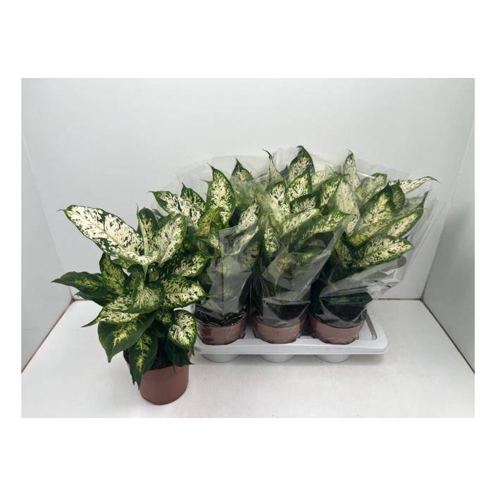 <h4>Dieffenbachia Compacta 17Ø 50cm</h4>