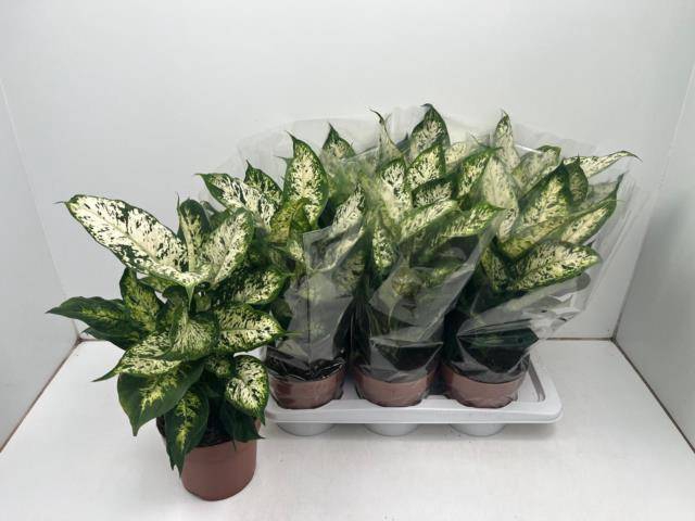 Dieffenbachia Compacta 17Ø 50cm