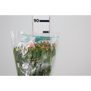 ALSTROEMERIA ALICE 080 CM