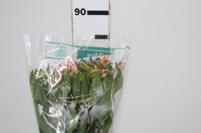 <h4>ALSTROEMERIA ALICE 080 CM</h4>