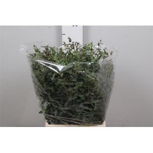 Euc Parvifolia Per Bunch 150 Gram E