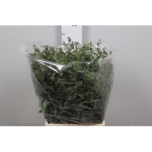 Euca Parvifolia Per Bunch 150 Gram