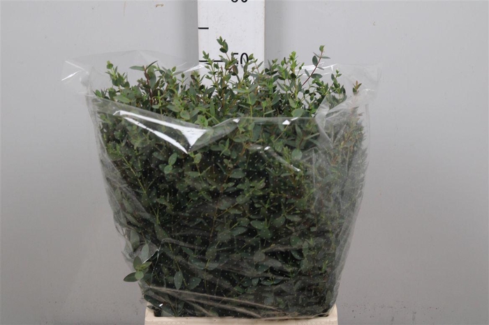 <h4>Euc Parvifolia Per Bunch 150 Gram E</h4>