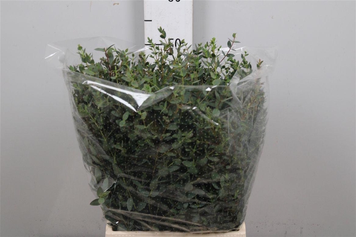 <h4>Euca Parvifolia Per Bunch 150 Gram</h4>