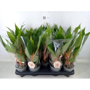 Chlorophytum orchi. 'Green Orange'