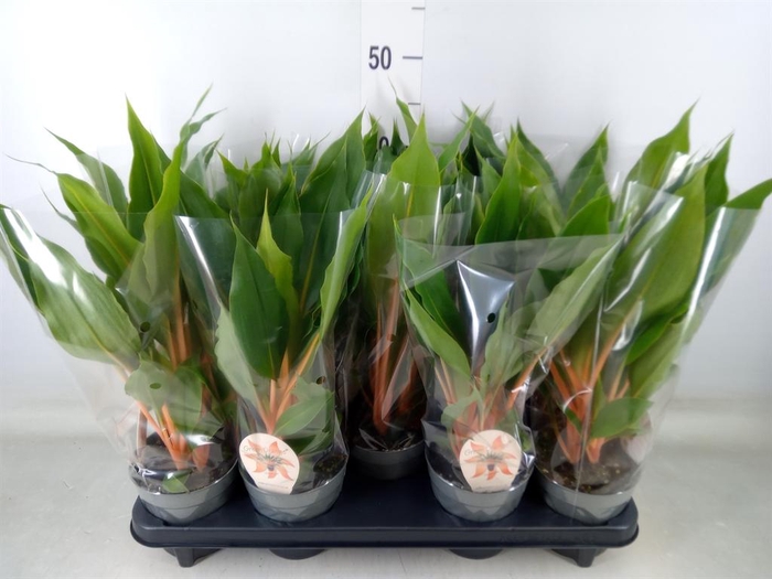 <h4>Chlorophytum orchi. 'Green Orange'</h4>
