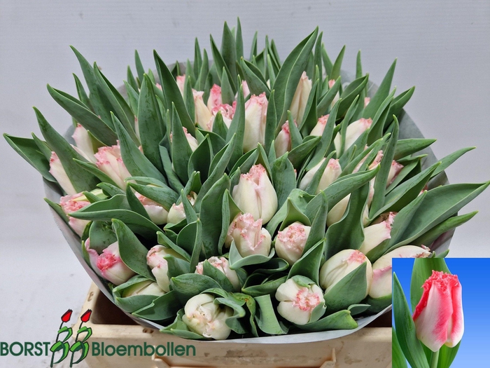 <h4>TU FR LINGERIE</h4>