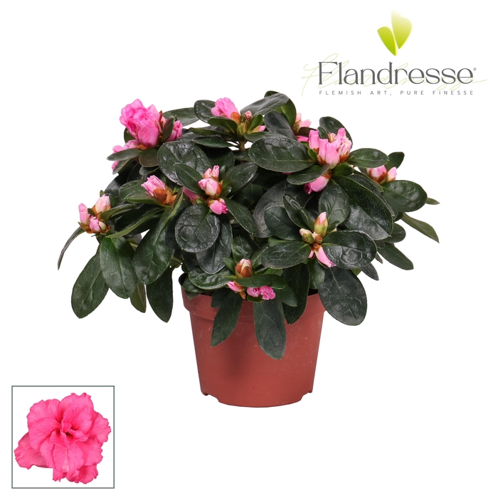 <h4>Azalea Flandresse® 'roze' 17+ cm</h4>