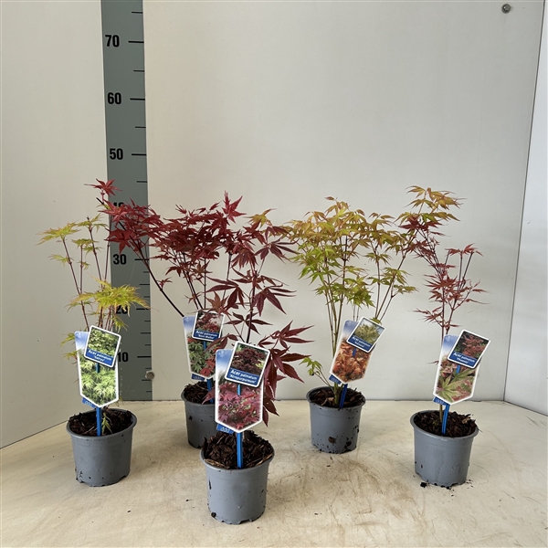 <h4>Acer palmatum in soorten (minimale order one layer)</h4>