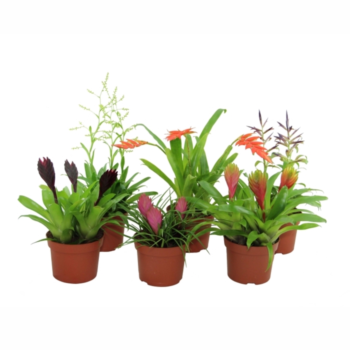 <h4>Toef Bromelia mix - Elegance 12 cm</h4>