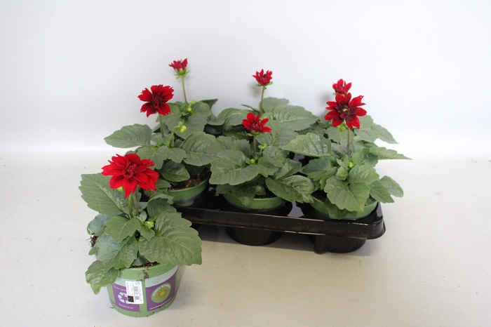 <h4>Dahlia Burgundy</h4>