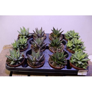 Haworthia Gem