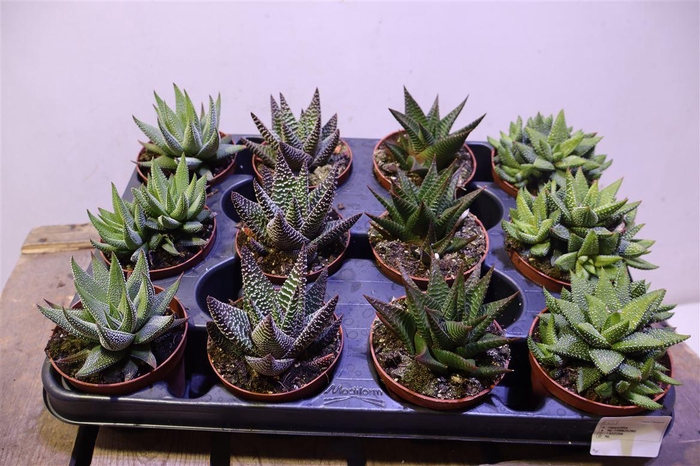 <h4>arr8 Haworthia Gem</h4>