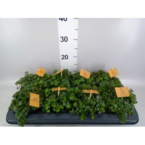 Sedum makinoi 'Tornado'